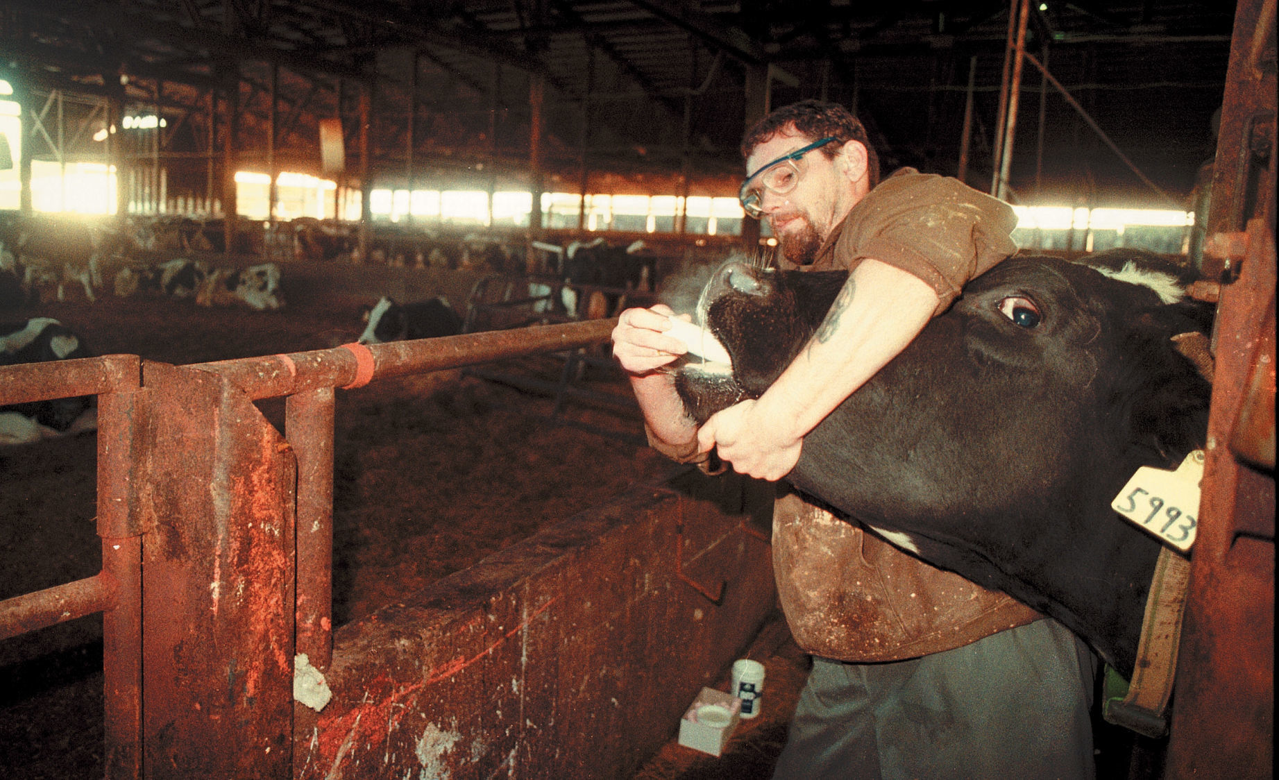 Flashback- January 2000 Volbeda Dairy